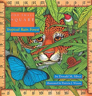 One Small Square Tropical Rain Forest